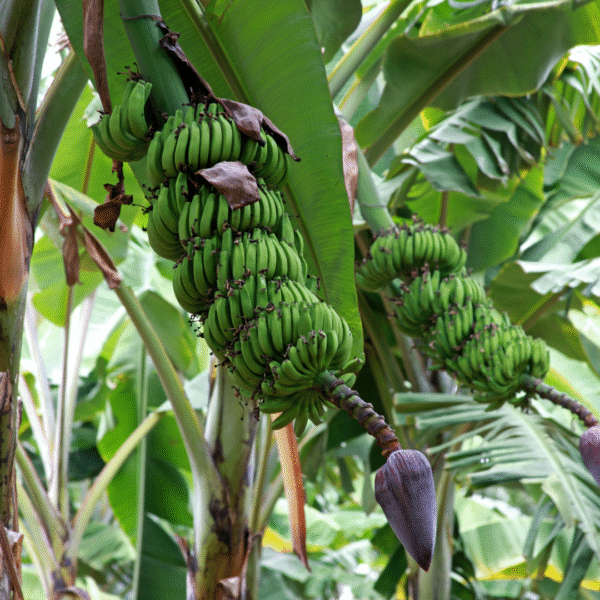Baby Banana - Imagen 4