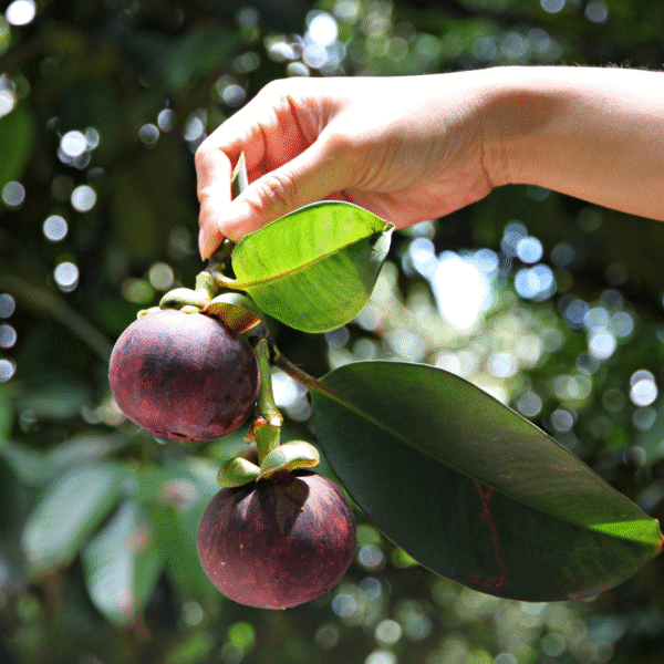 Mangostino - Imagen 3